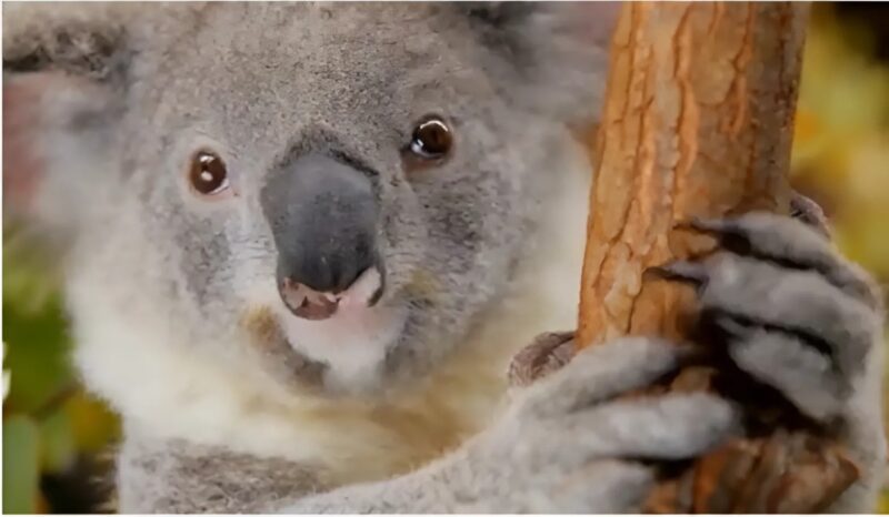 Koalas sind nun funktional ausgestorben: ein Alarmsignal für die australische Artenvielfalt.
