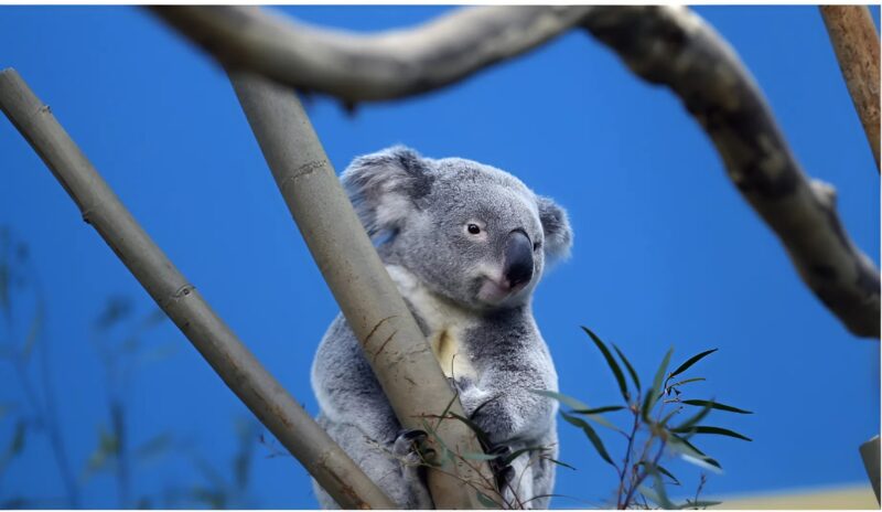 Koalas sind nun funktional ausgestorben: ein Alarmsignal für die australische Artenvielfalt.