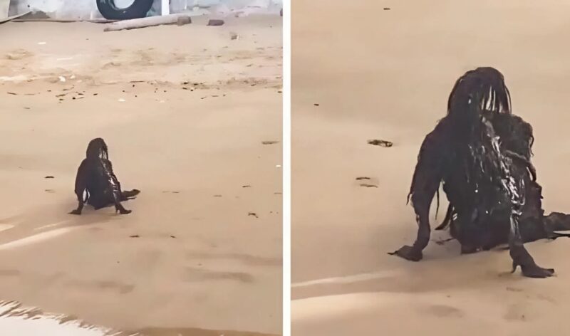 Was ich an diesem Tag am Strand sah, hat mich zutiefst erschreckt… bis ich die Wahrheit entdeckte.