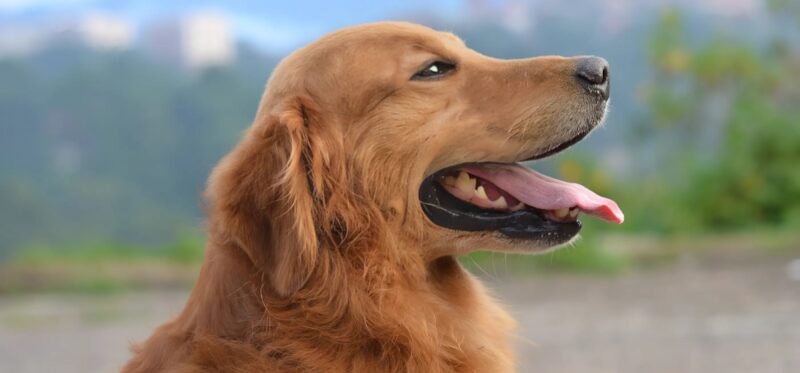 Er gab sein Leben, um ein Kind zu retten: Die wahre Geschichte eines Hundes, der zur Legende wurde