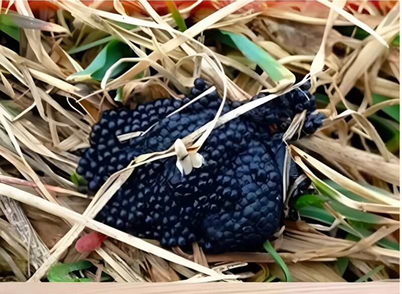⚠️ Achtung: Wenn Sie diese Eier in Ihrem Garten entdecken, handeln Sie sofort!