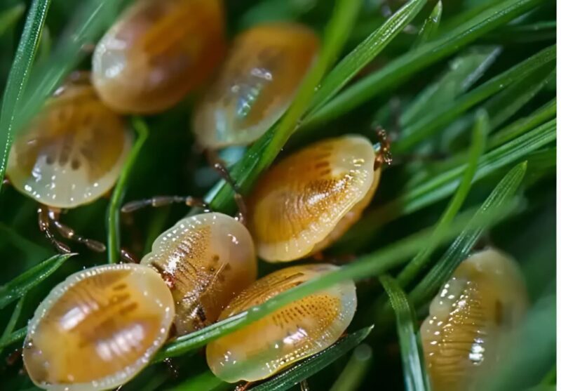 ⚠️ Achtung: Wenn Sie diese Eier in Ihrem Garten entdecken, handeln Sie sofort!