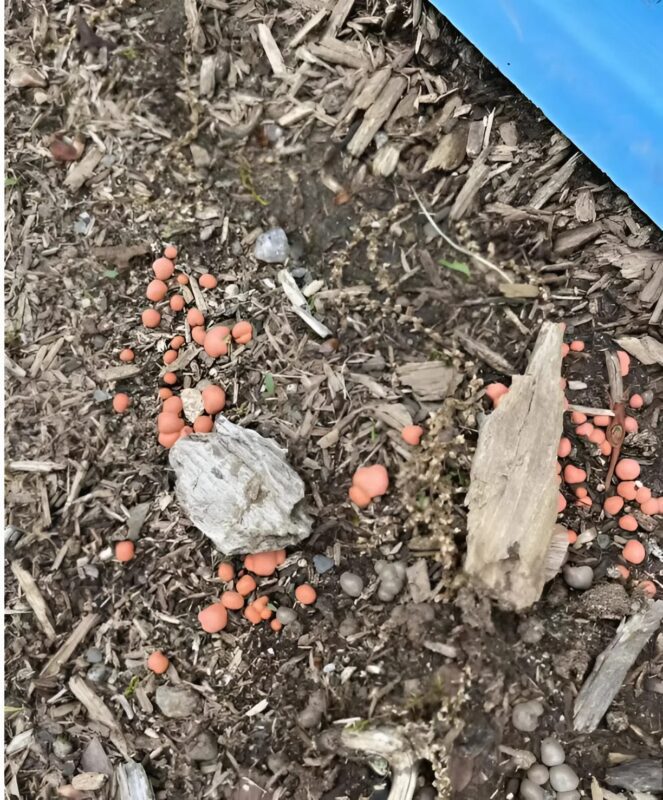 Was mein Hund im Garten ausgegraben hat, hat mich zuerst erschreckt – bis ich die Wahrheit herausfand