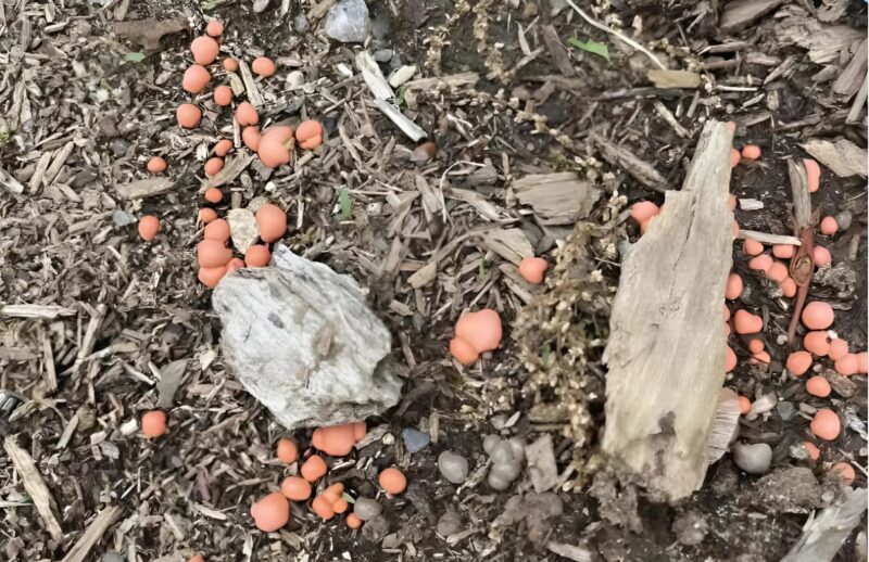 Was mein Hund im Garten ausgegraben hat, hat mich zuerst erschreckt – bis ich die Wahrheit herausfand
