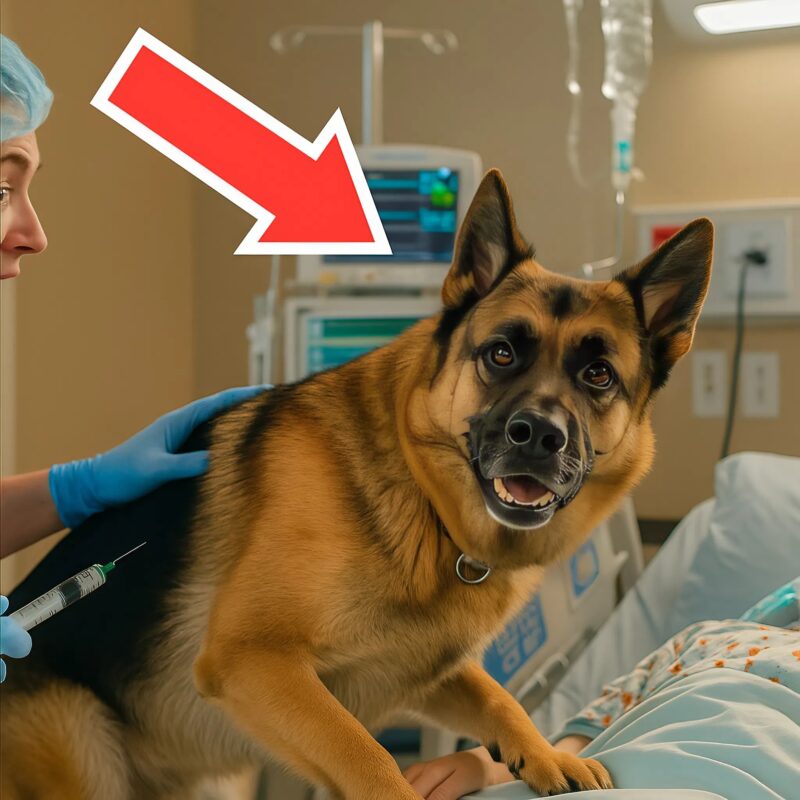 Ich wollte dieses kleine Mädchen in den Operationssaal bringen, aber ihr Hund stellte sich dazwischen. Der Grund wird Sie schockieren