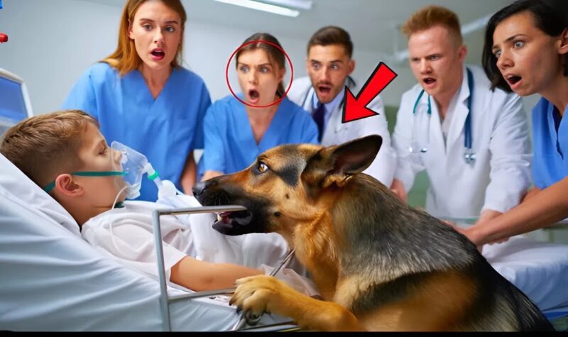 Ich wollte dieses kleine Mädchen in den Operationssaal bringen, aber ihr Hund stellte sich dazwischen. Der Grund wird Sie schockieren