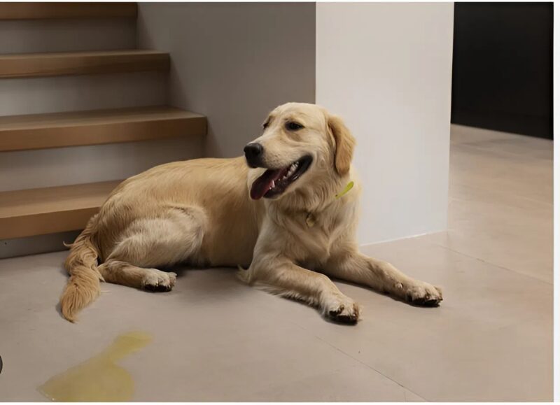 Ein junges Mädchen findet Hoffnung durch die tröstliche Anwesenheit ihres Hundes im Krankenhaus
