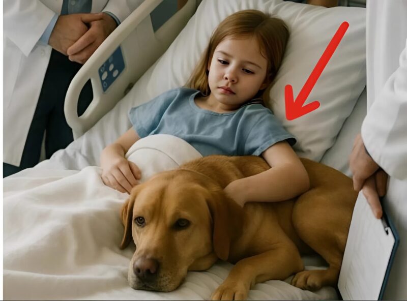 Ein junges Mädchen findet Hoffnung durch die tröstliche Anwesenheit ihres Hundes im Krankenhaus