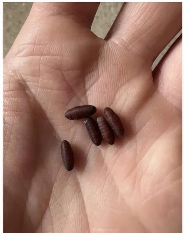 Eine seltsame Entdeckung hat mir das Blut in den Adern gefrieren lassen: Mysteriöse Samen, fast übernatürliche!