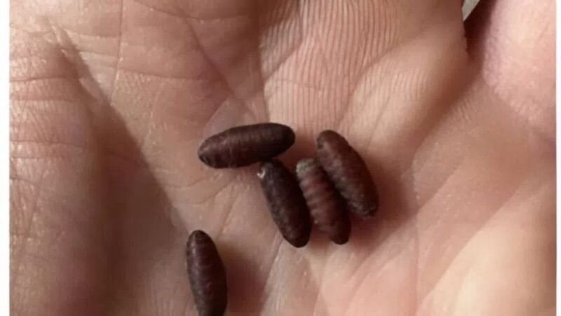 Eine seltsame Entdeckung hat mir das Blut in den Adern gefrieren lassen: Mysteriöse Samen, fast übernatürliche!