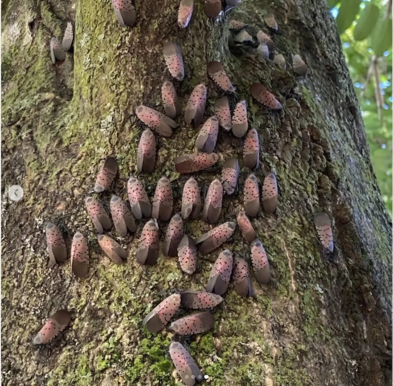 Wenn ein seltsames Getümmel meinen alten Eichenbaum überfällt: Eine überraschende und beunruhigende Entdeckung!