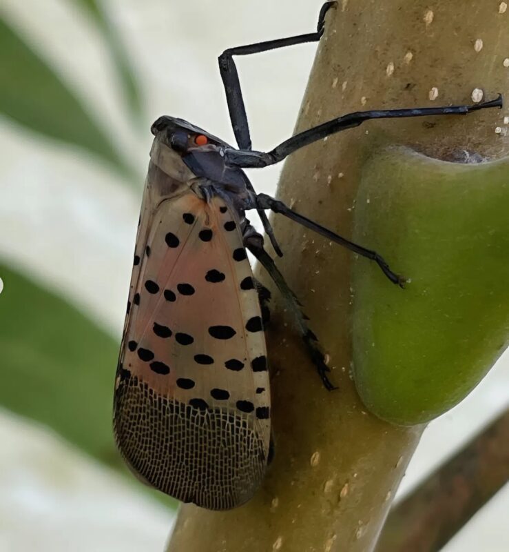 Wenn ein seltsames Getümmel meinen alten Eichenbaum überfällt: Eine überraschende und beunruhigende Entdeckung!